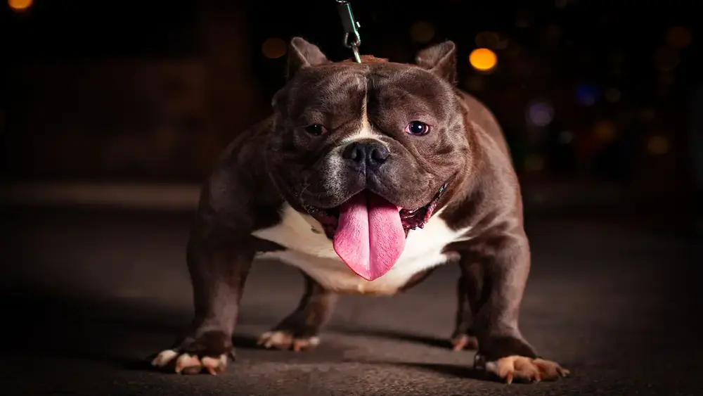American Bully e crianças