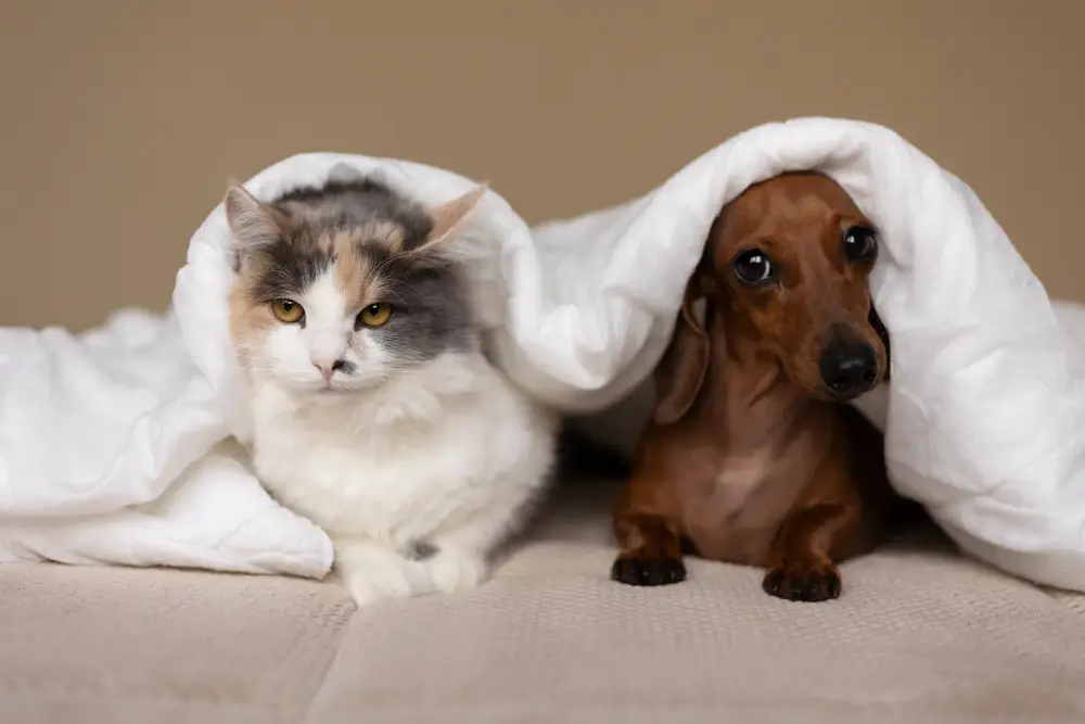 Necessidades especiais com filhotes de cães e gatos