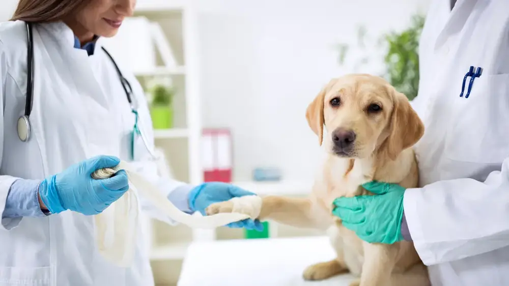 O que a giárdia pode causar no cachorro