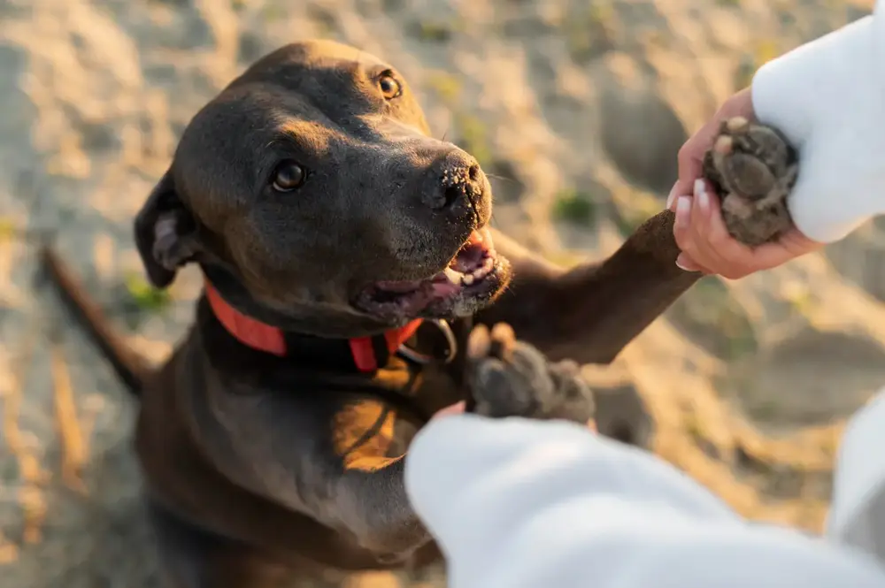 Os cuidados necessários ao adotar um cão de raça grande