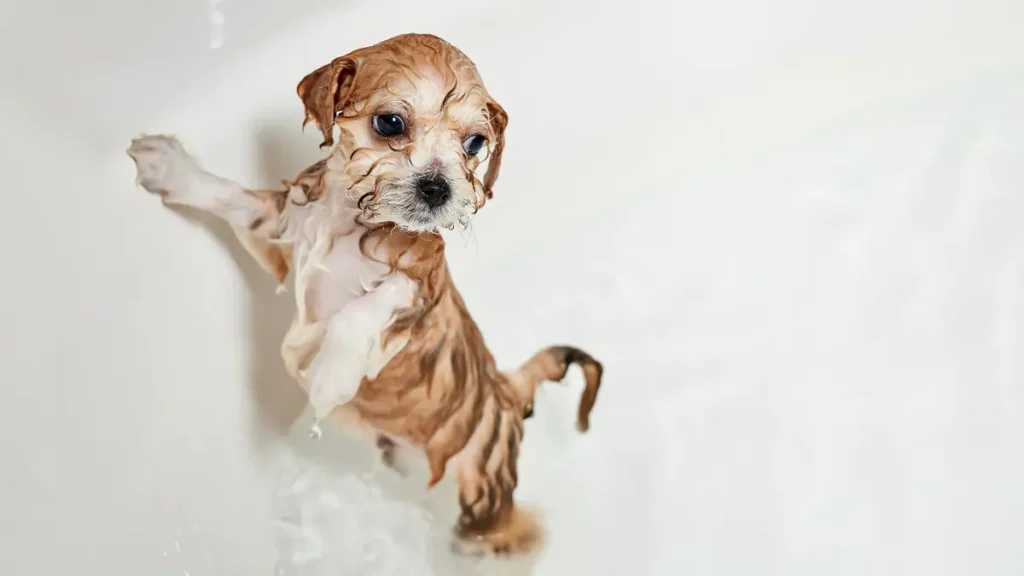 Com quanto tempo pode dar banho em filhote de cachorro