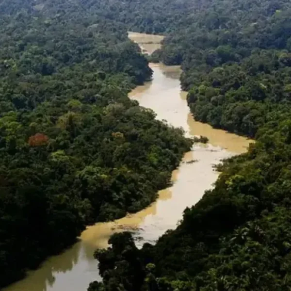 Sebrae e BNDES investem R$ 103 mi em cooperativas da Amazônia
